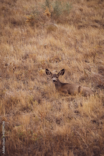 Fototapeta Naklejka Na Ścianę i Meble -  Deer bedded in grass
