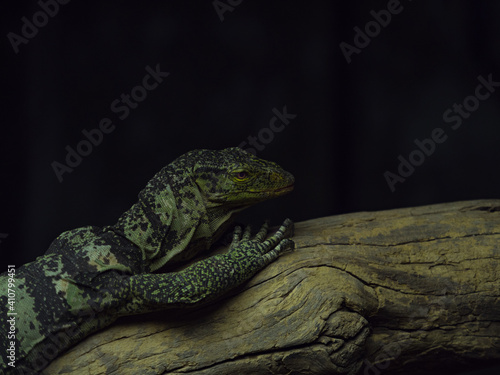 Striped Lizard on a branch