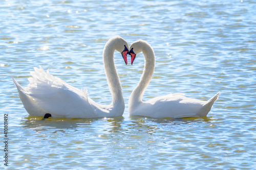 The couple of swans with their necks form a heart. Mating games of a pair of white swans. Swans swimming on the water in nature. Valentine's Day background