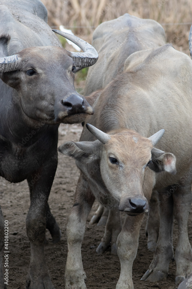 Asian water buffalo in Thailand