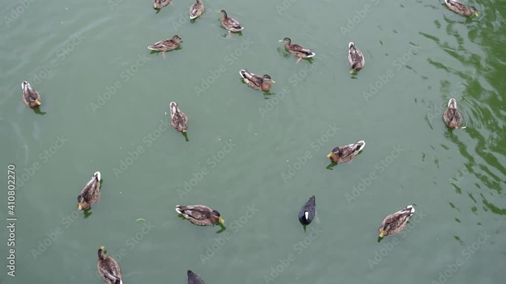 A large group of mallard ducks and two coots randomly swim in different directions on the greenish water surface of the pond shaking their tails and beaks, top view. A large group of mallard ducks and two coots randomly swim in different directions on the greenish water surface of the pond shaking their tails and beaks, top view.