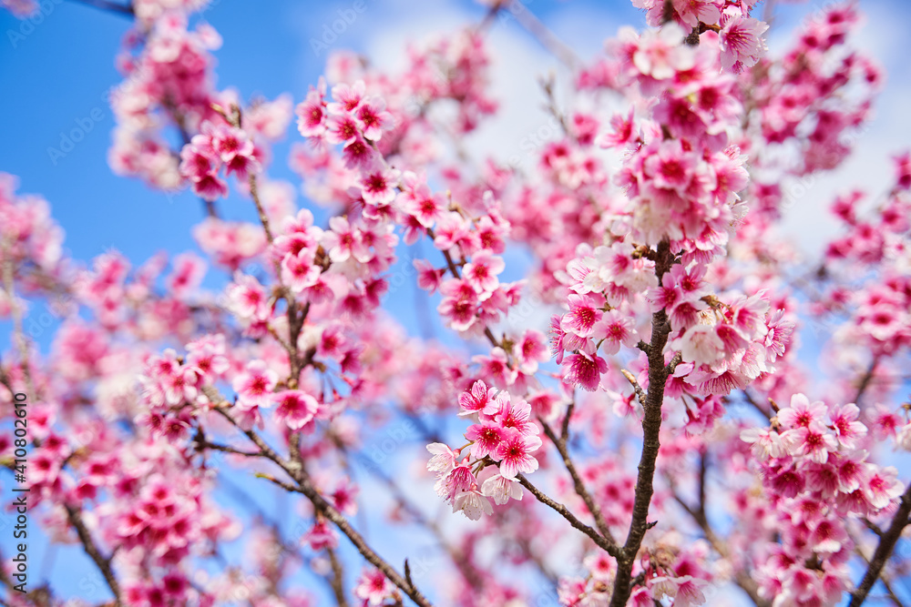 Cherry Blossoms