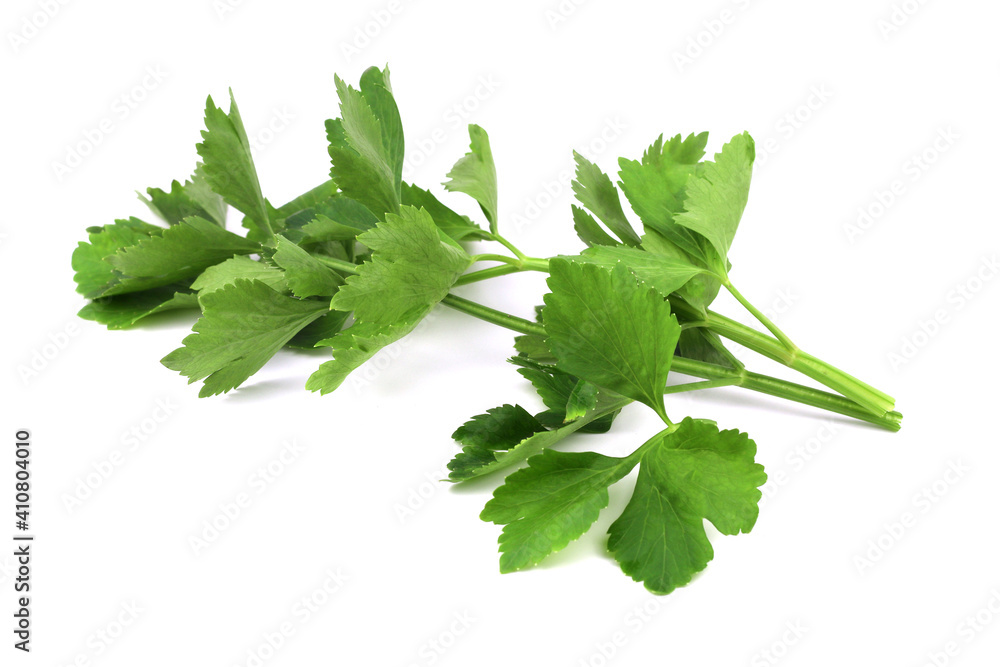 Coriander leaves isolated on white background Coriander leaves isolated on white background