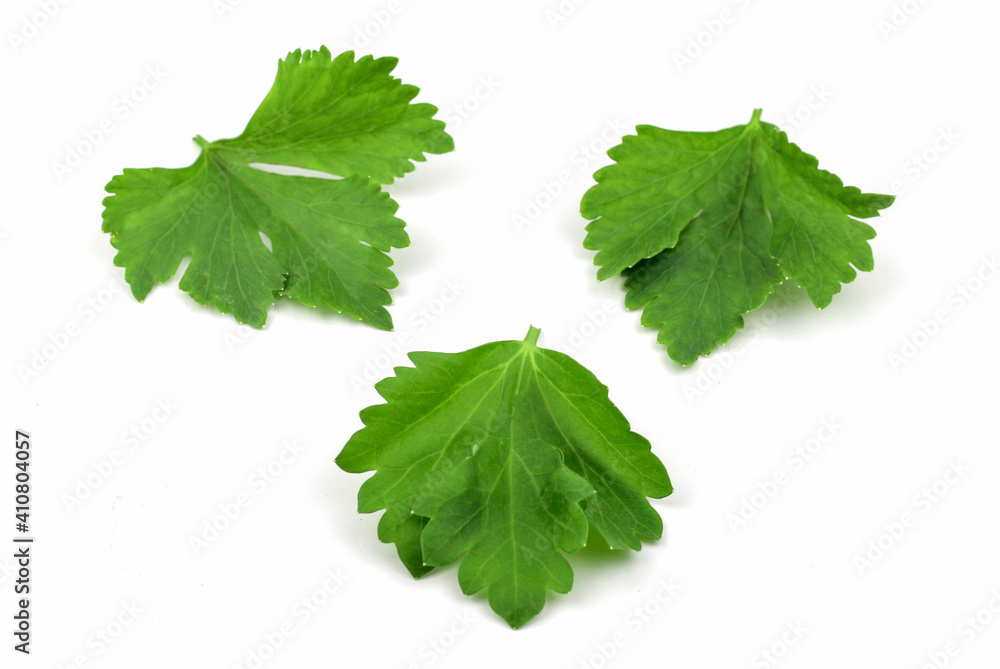 Coriander leaves isolated on white background Coriander leaves isolated on white background