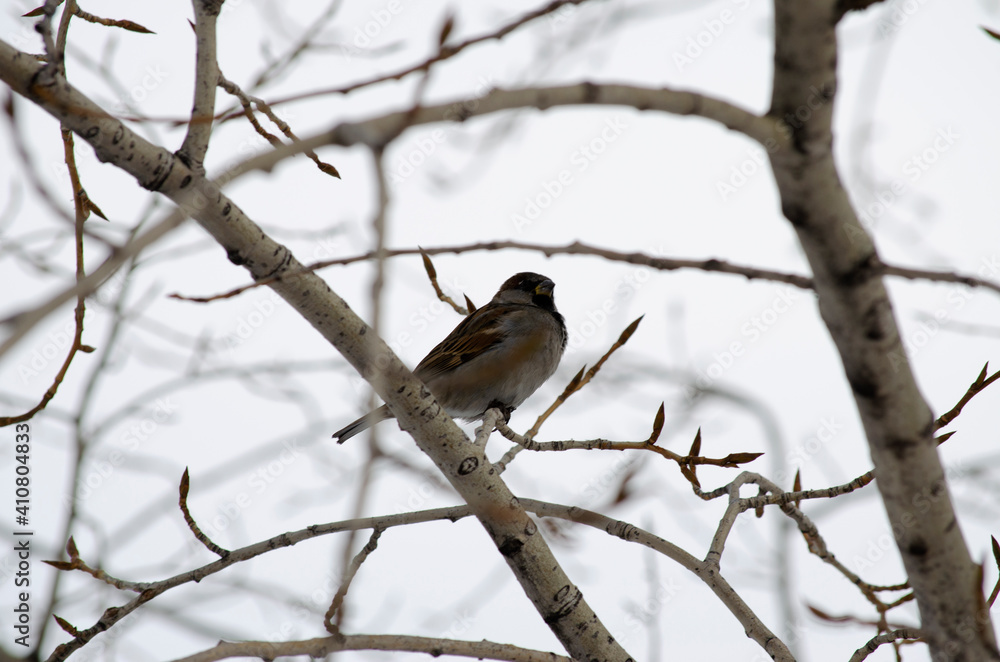 sparrow on a branch sparrow on a branch