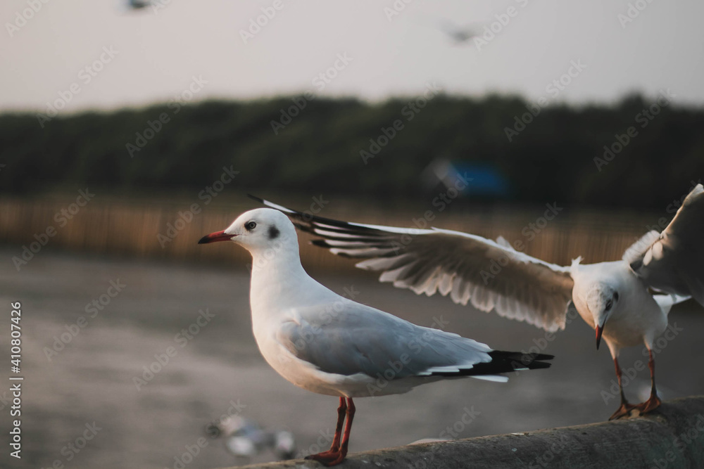 Obraz premium bird, sea, gull,Flying birds, seagull,Sun set, Sun,animal, nature, A flock of birds