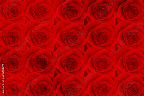 Abstract grunge red rose texture background.