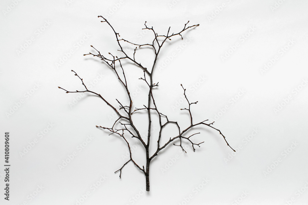 One dry tree aged branch without leaves on white background.