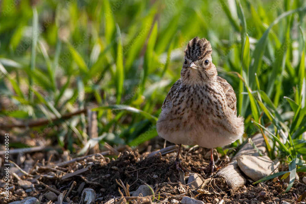 Fototapeta premium Feldlerche (Alauda arvensis)