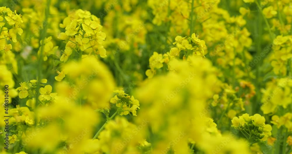 菜の花畑を固定カメラで撮影 菜の花畑を固定カメラで撮影
