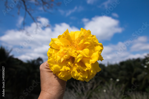 Beautiful close up suppanigar flower or Cotton yellow silk tree in hands photo
