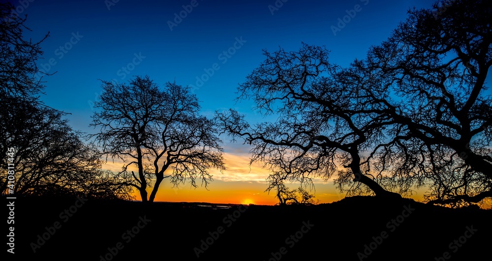 sunrise with silhouette trees in the forest sunrise with silhouette trees in the forest