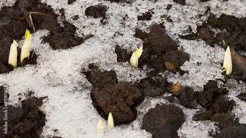 Wallpaper Mural Spring melting snow Torontodigital.ca