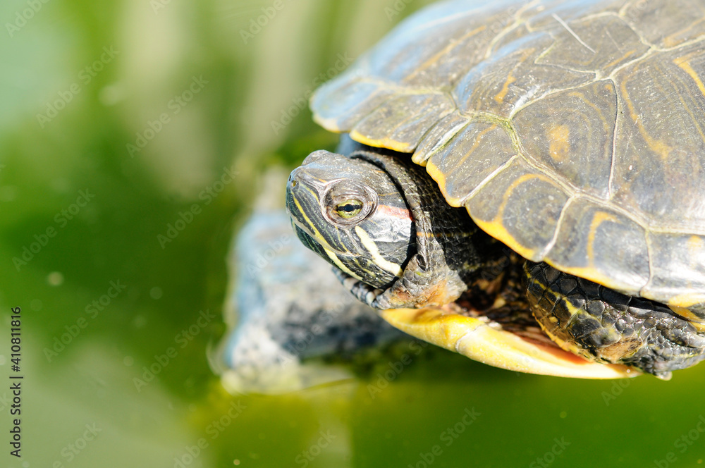 Obraz premium 亀の甲羅干し