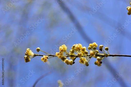 Wild pepper(Litsea cubeba) flower bloom, spire stone in Hsinchu, Taiwan