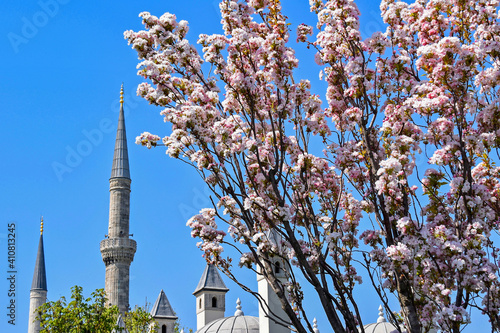 Branches of blossoming sakura against the background of a mosque and a clear sky. Istanbul, Turkey