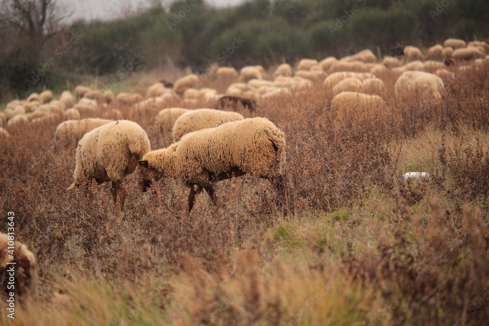 Obraz premium moutons dans un champs