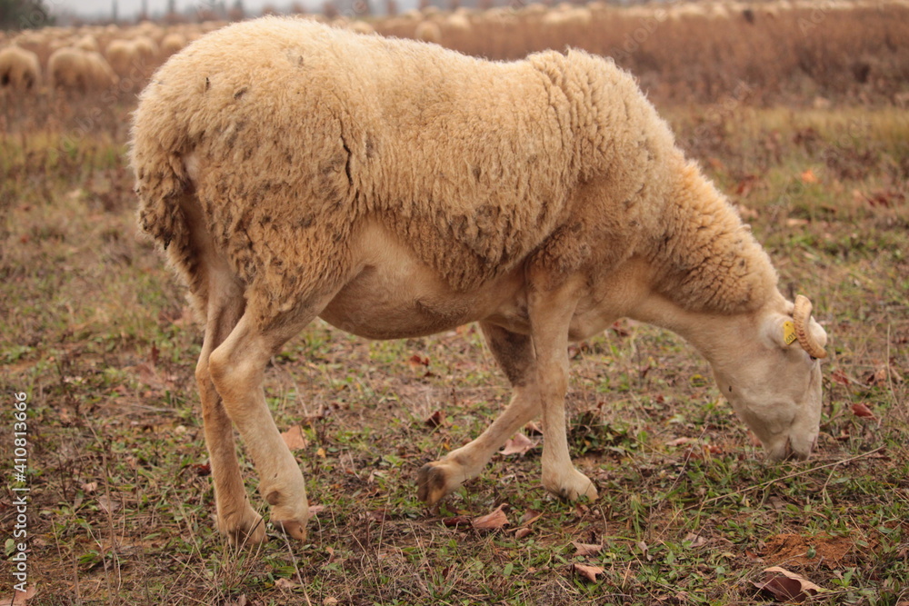 Obraz premium mouton