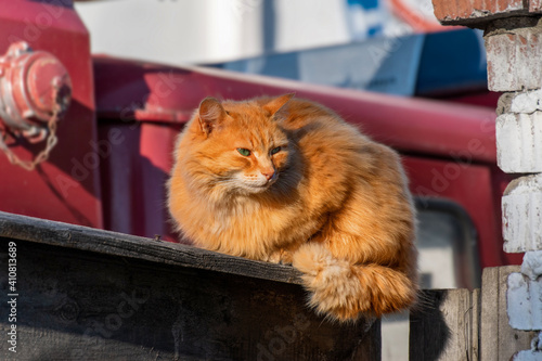 Beautiful ginger cat sits on a fence and basks in the warm spring sun
