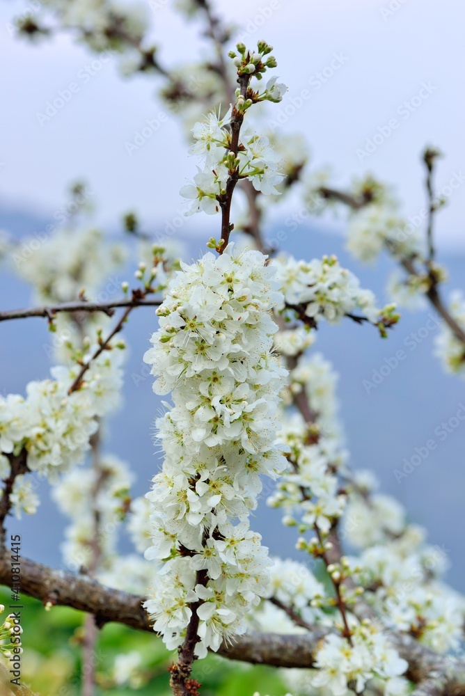 White plum blossoms blooming in winter.