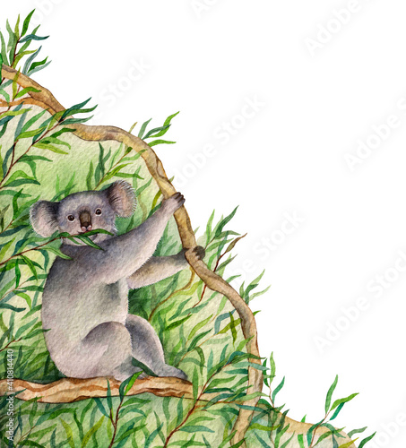 Photography Watercolor koala eating eucatipt isolated