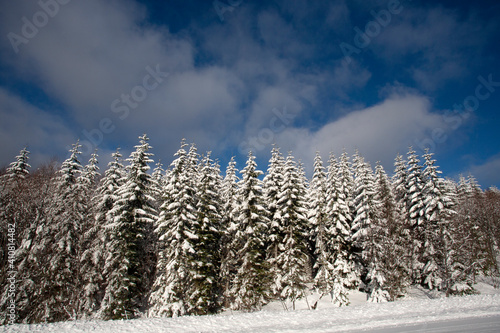 snow covered trees