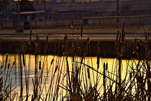 Cattails along the Shoreline of South East City Park Public Fishing Lake, Canyon, Texas.