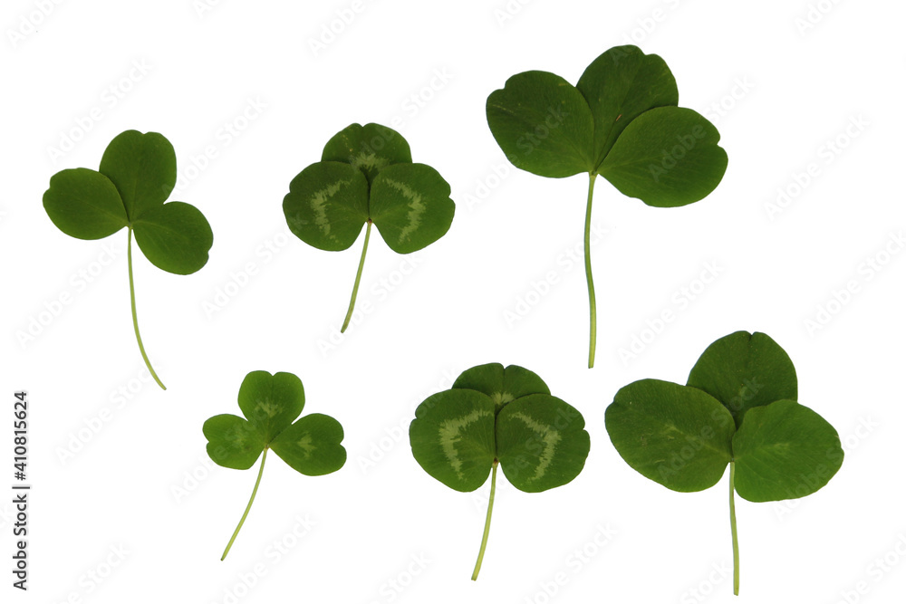 Green plant leaves of clover on a white isolated background, template for your design, natural eco-friendly harvesting