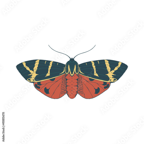 Tiger Moth butterfly. Vector Illustration