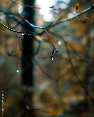 Waterdrops on a branch