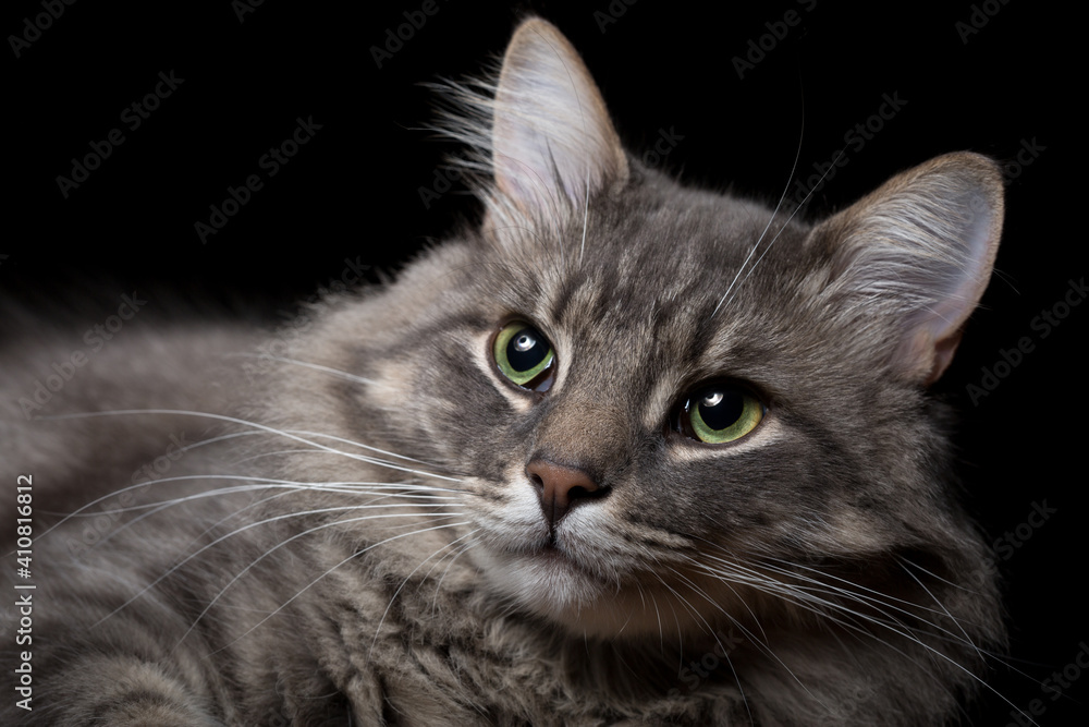 Portrait of a beautiful purebred cat on a black background. Portrait of a beautiful purebred cat on a black background.