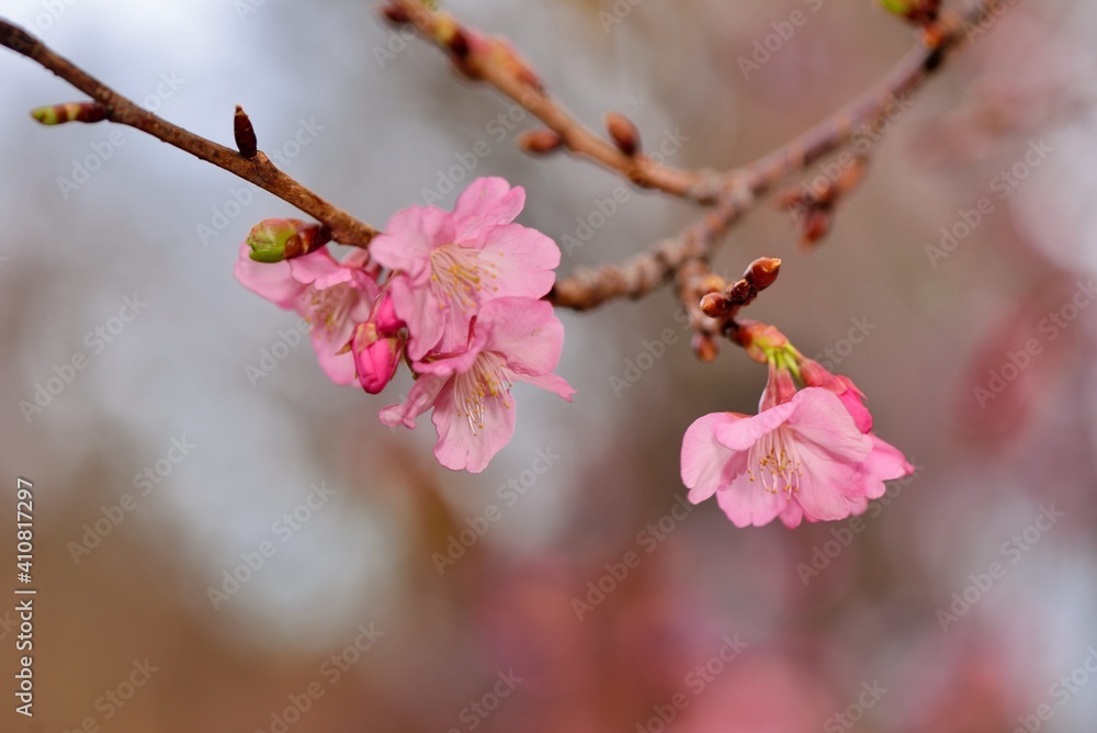 Pink Lady Cherry Blossoms.Taiwan Sakura and Japanese cherry mixed species Pink Lady Cherry Blossoms.Taiwan Sakura and Japanese cherry mixed species