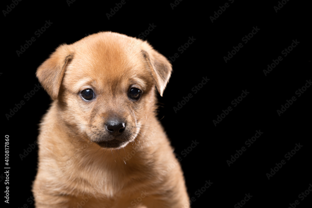 Portrait of a beautiful puppy on a black background. Portrait of a beautiful puppy on a black background.