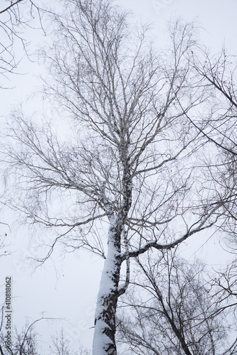 Wallpaper Mural tree in winter Torontodigital.ca