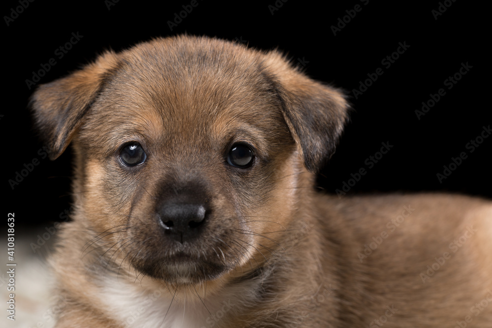 A beautiful puppy on a white blanket. Studio photo on a black background. A beautiful puppy on a white blanket. Studio photo on a black background.