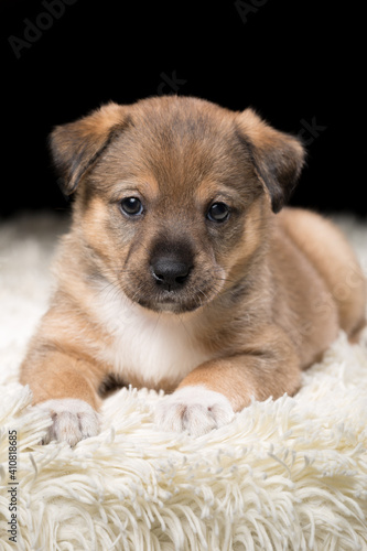 A beautiful puppy on a white blanket. Studio photo on a black background.