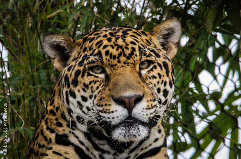 close up of a jaguar close up of a jaguar