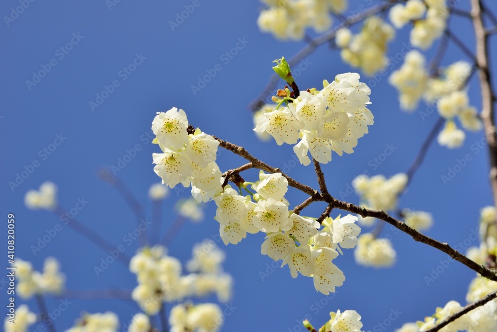 Formosa cherry blossoms in Hsinchu, TaiwanWhite, Crimson Sakura, Red, Variation, Five-leaf Petal, Flower Color, Snow White, Night, Reflective, Green Sakura, Japan, Discovery, Wild, Nature, Forest, Tai Formosa cherry blossoms in Hsinchu, TaiwanWhite, Crimson Sakura, Red, Variation, Five-leaf Petal, Flower Color, Snow White, Night, Reflective, Green Sakura, Japan, Discovery, Wild, Nature, Forest, Tai