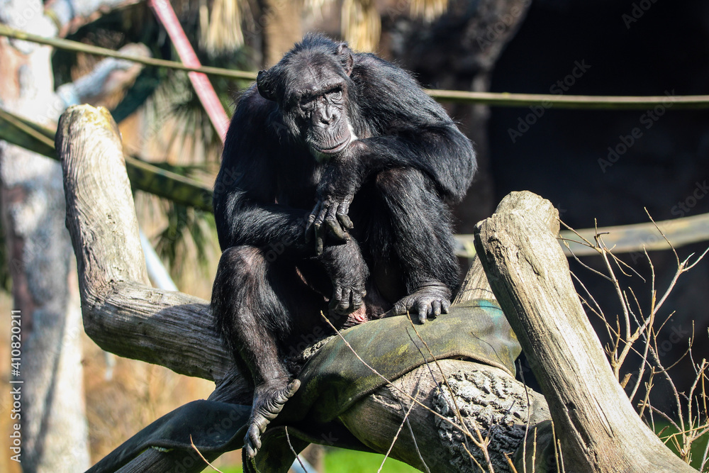 Obraz premium chimp