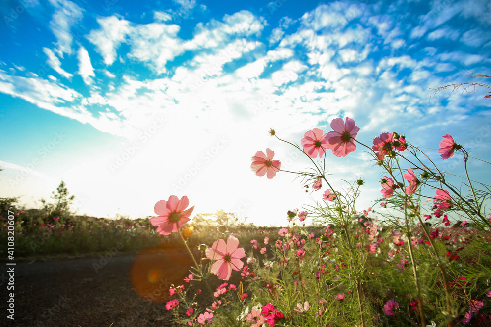 custom made wallpaper toronto digitalコスモス