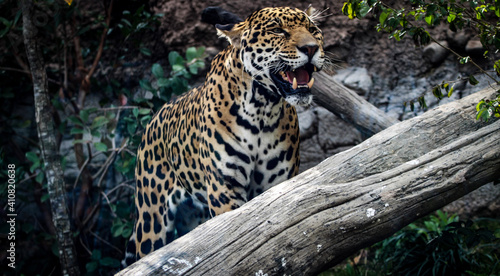 close up of a jaguar