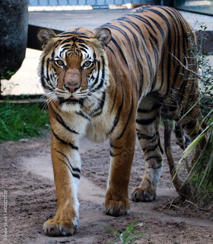 tiger in the water