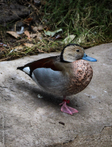 duck