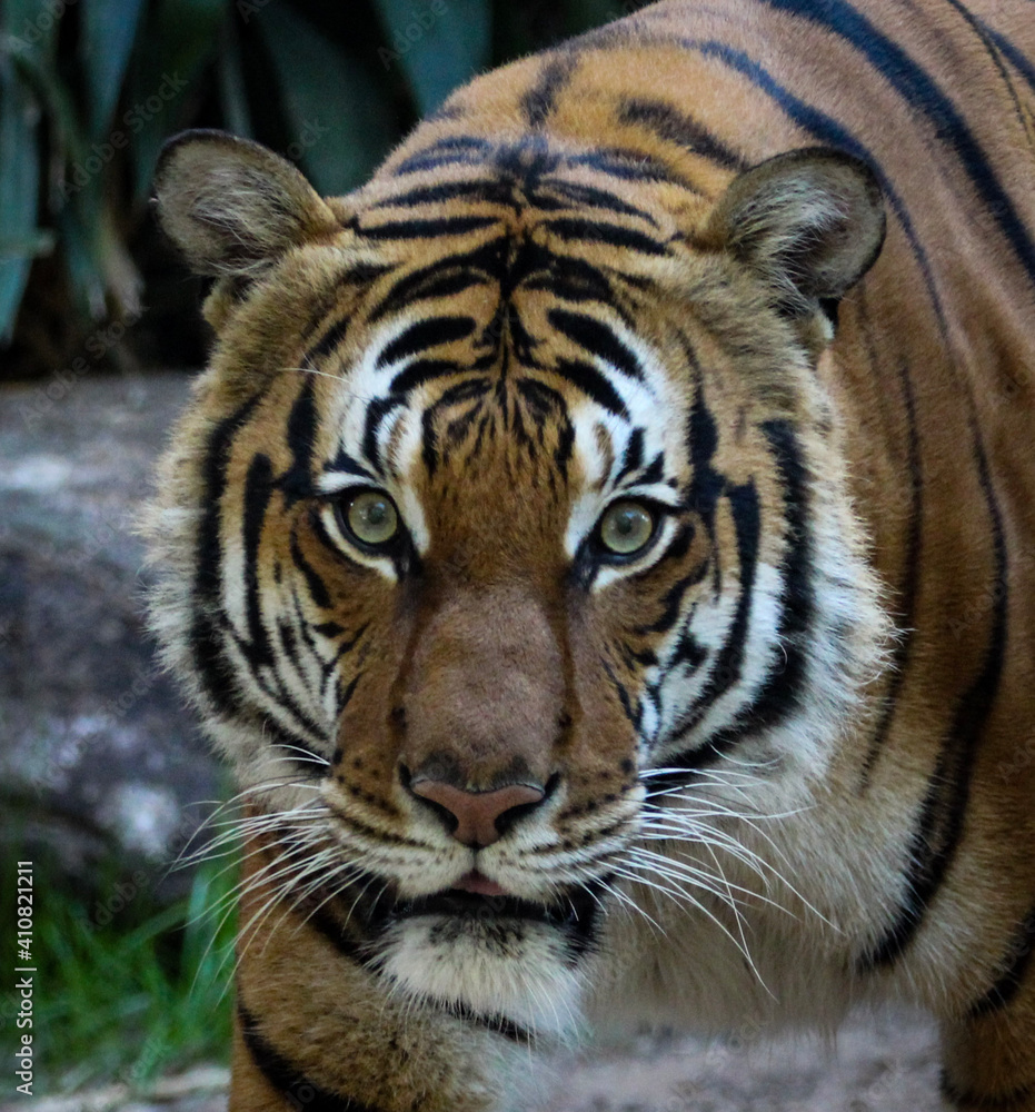 tiger in the zoo tiger in the zoo