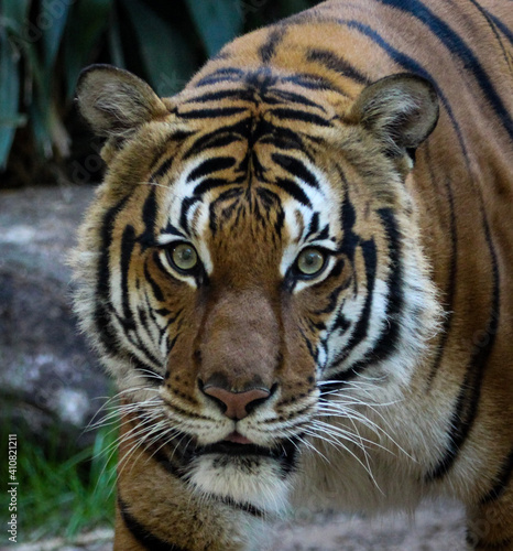 tiger in the zoo © Megan