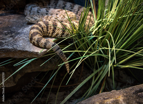 snake on rock