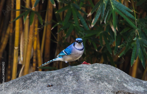 blue jay on branch