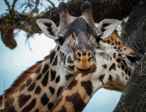 giraffe in zoo