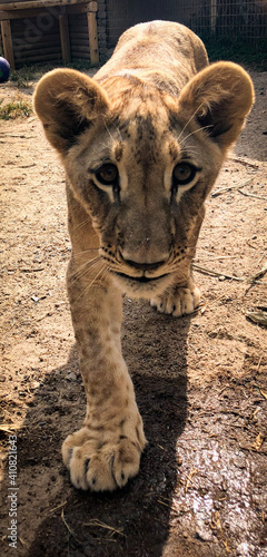 close up of a lion cub