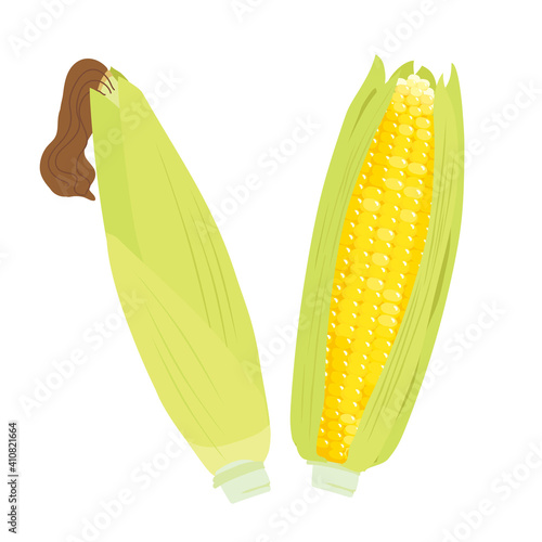 とうもろこし　イラスト